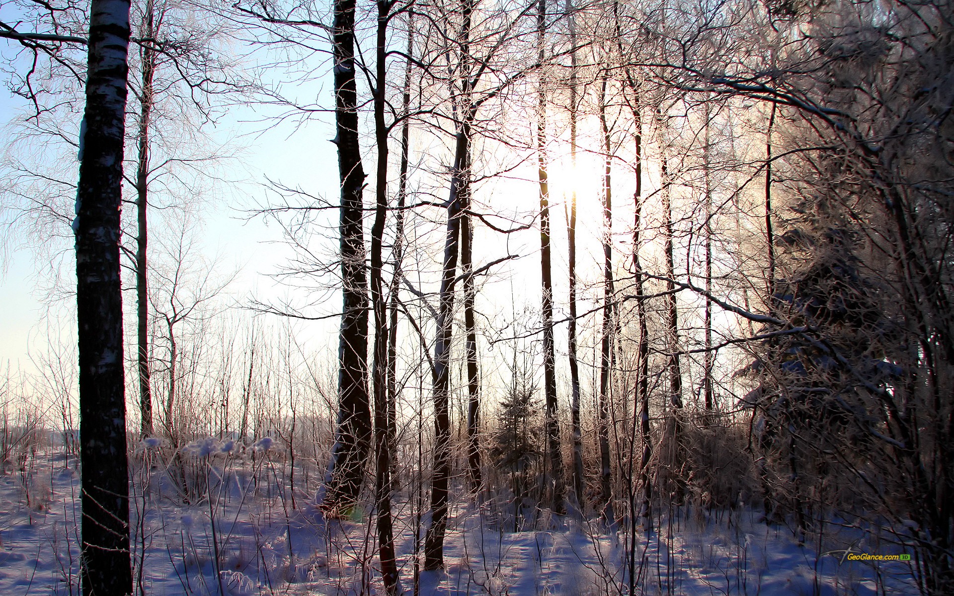 forest, Winter Wallpaper