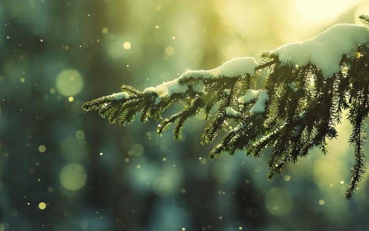 snow, Winter, Leaves, Trees HD Wallpaper Desktop Background