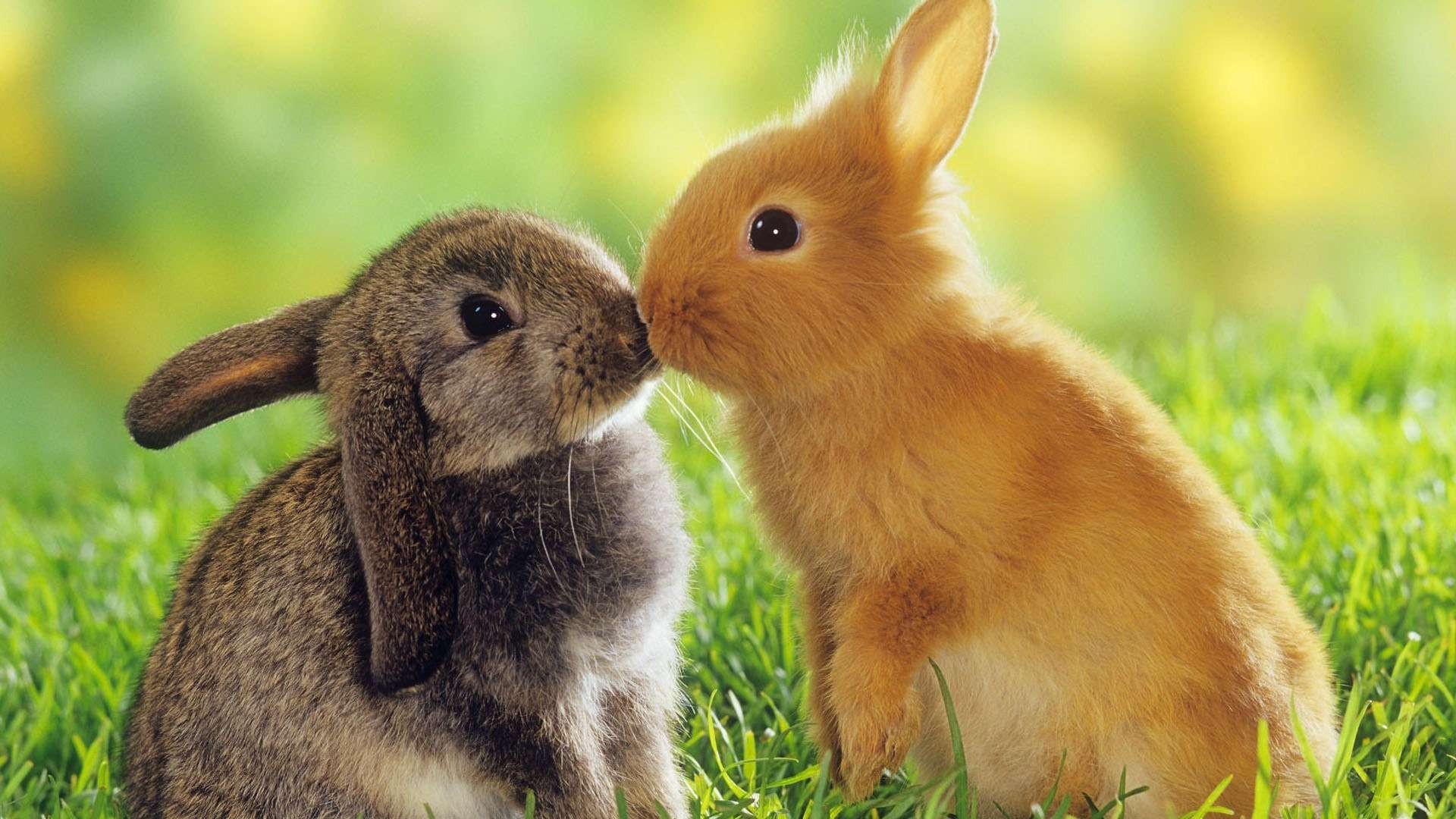 rabbits, Grass Wallpaper