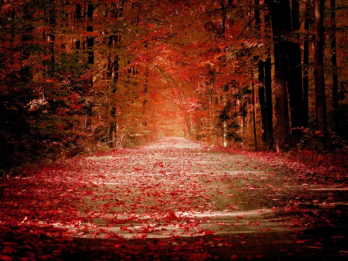leaves, Forest, Road, Fall, Grass, Trees Wallpaper