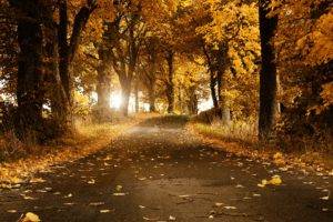 leaves, Forest, Road, Fall, Grass, Trees