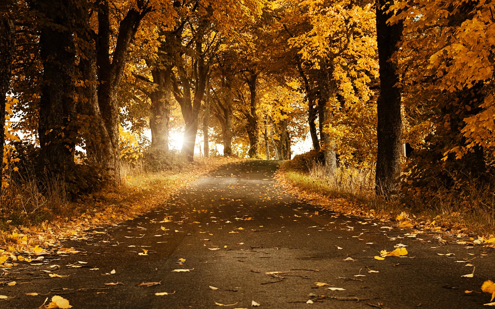 leaves, Forest, Road, Fall, Grass, Trees Wallpaper