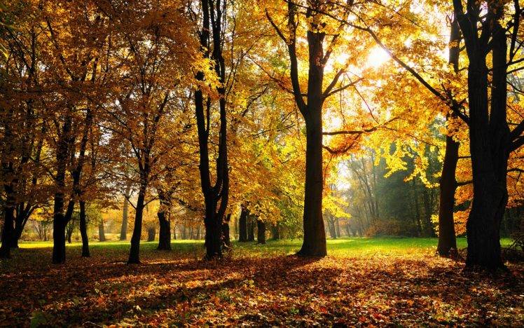 leaves, Forest, Fall, Grass HD Wallpaper Desktop Background