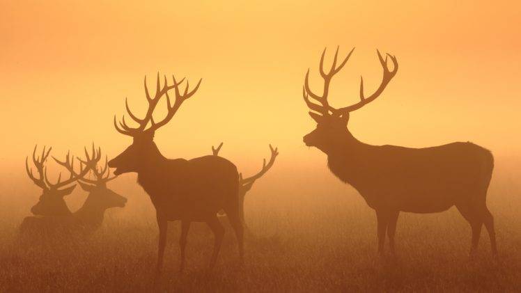 sunset, Deer HD Wallpaper Desktop Background
