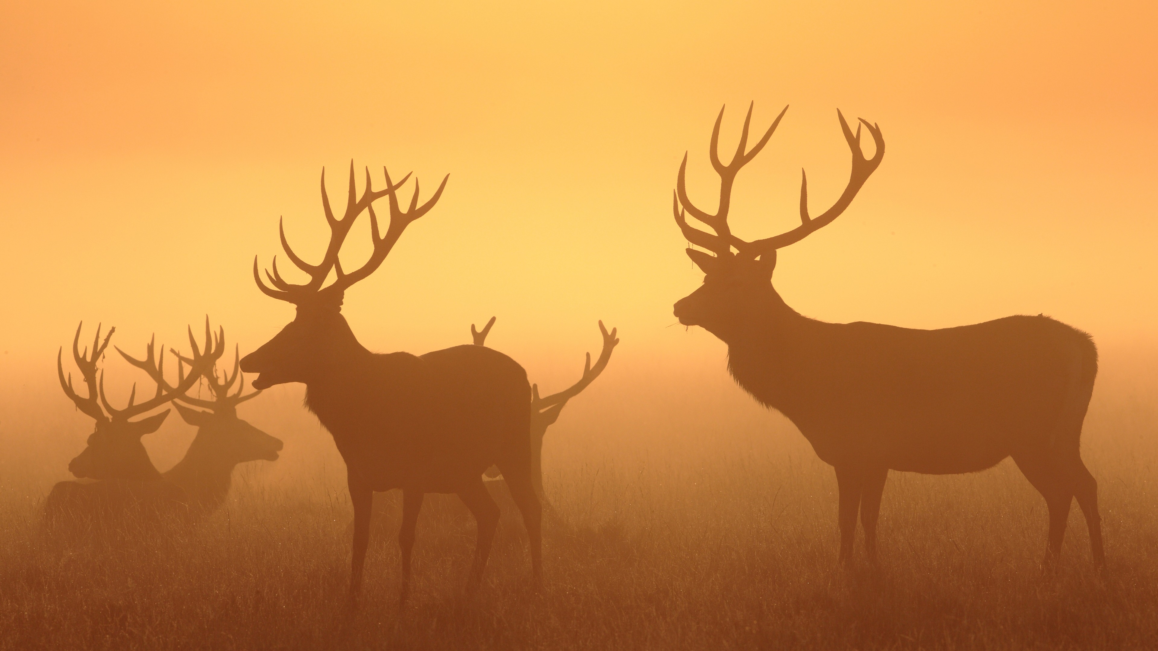 sunset, Deer Wallpaper