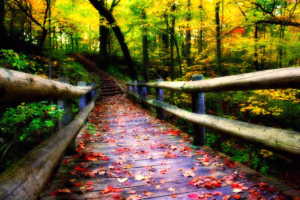road, Bridge, Forest, Leaves