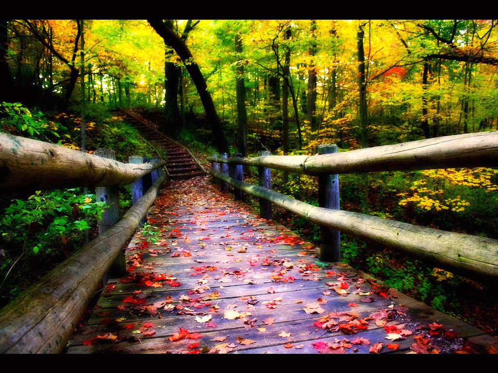 road, Bridge, Forest, Leaves Wallpaper