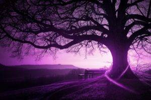 purple, Trees, Bench, Landscape