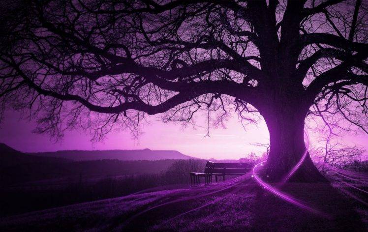 purple, Trees, Bench, Landscape HD Wallpaper Desktop Background