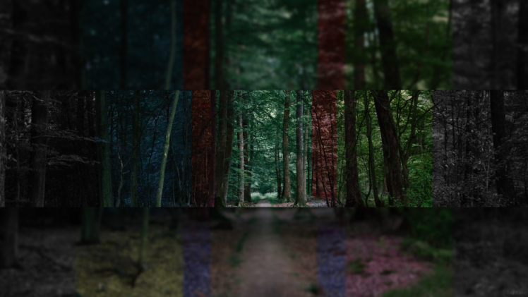 forest HD Wallpaper Desktop Background