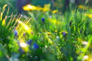 depth of field, Bokeh, Macro, Sunlight, Nature, Grass, Flowers, Blue flowers