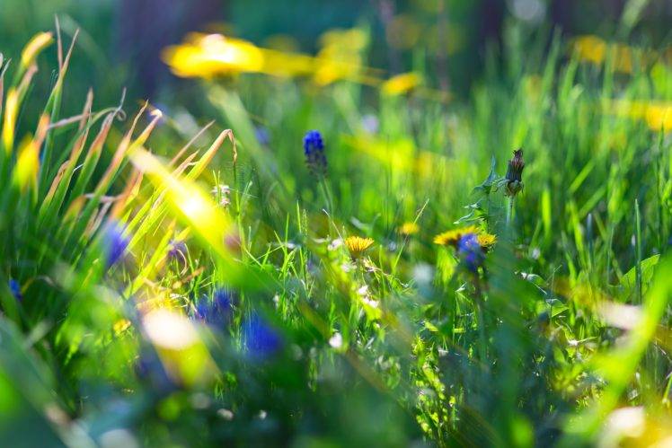 depth of field, Bokeh, Macro, Sunlight, Nature, Grass, Flowers, Blue flowers HD Wallpaper Desktop Background