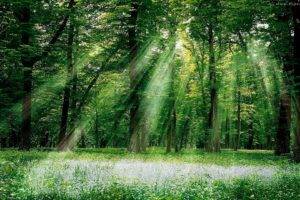 forest, Trees, Sun rays