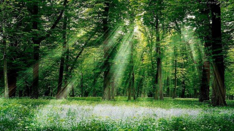 forest, Trees, Sun rays HD Wallpaper Desktop Background