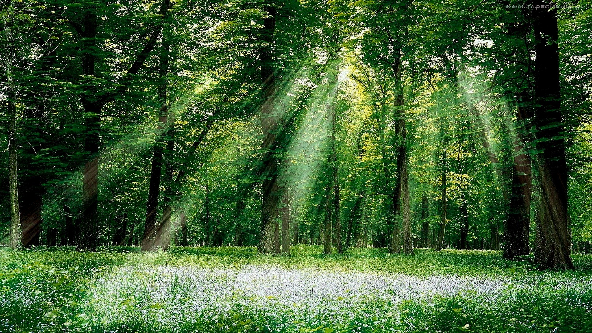 forest, Trees, Sun rays Wallpaper