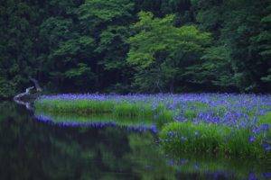 landscape, Flowers, Blue flowers, Lake