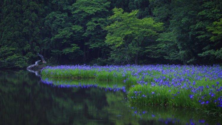 landscape, Flowers, Blue flowers, Lake HD Wallpaper Desktop Background