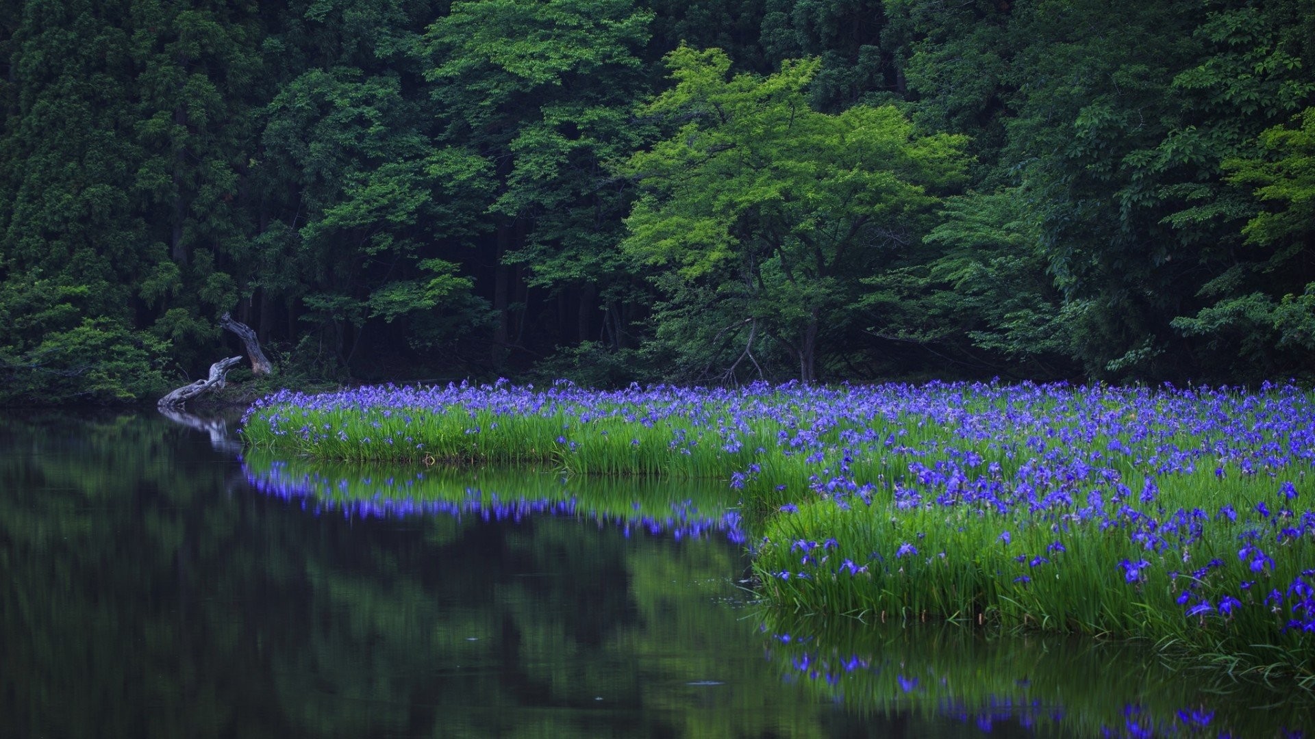 landscape, Flowers, Blue flowers, Lake Wallpaper