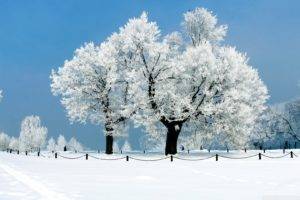 snow, Trees, Winter