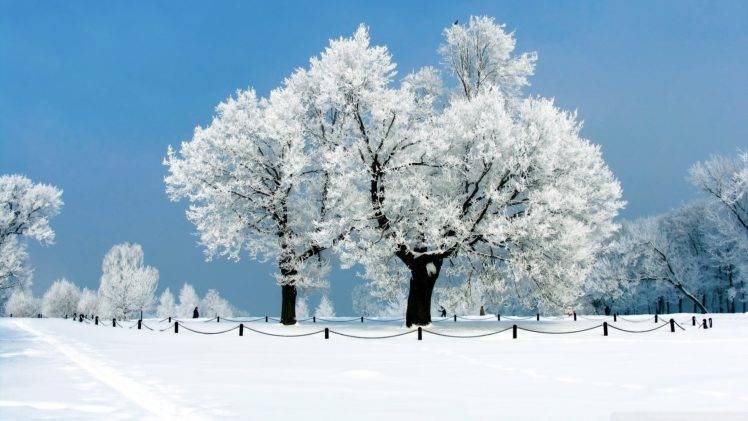 snow, Trees, Winter HD Wallpaper Desktop Background