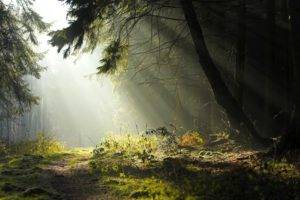 forest, Trees, Grass, Road, Sun rays