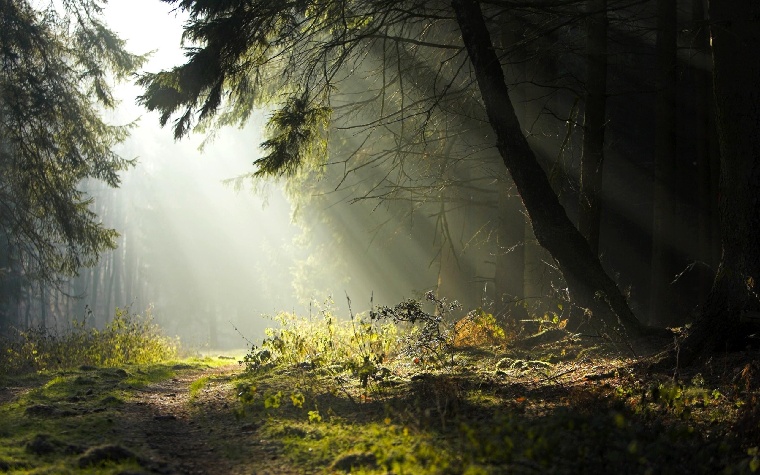 forest, Trees, Grass, Road, Sun rays Wallpaper