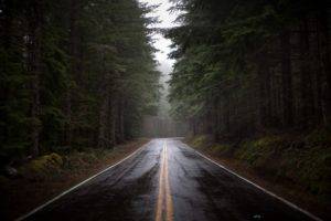 forest, Trees, Grass, Road, Wet, Mist