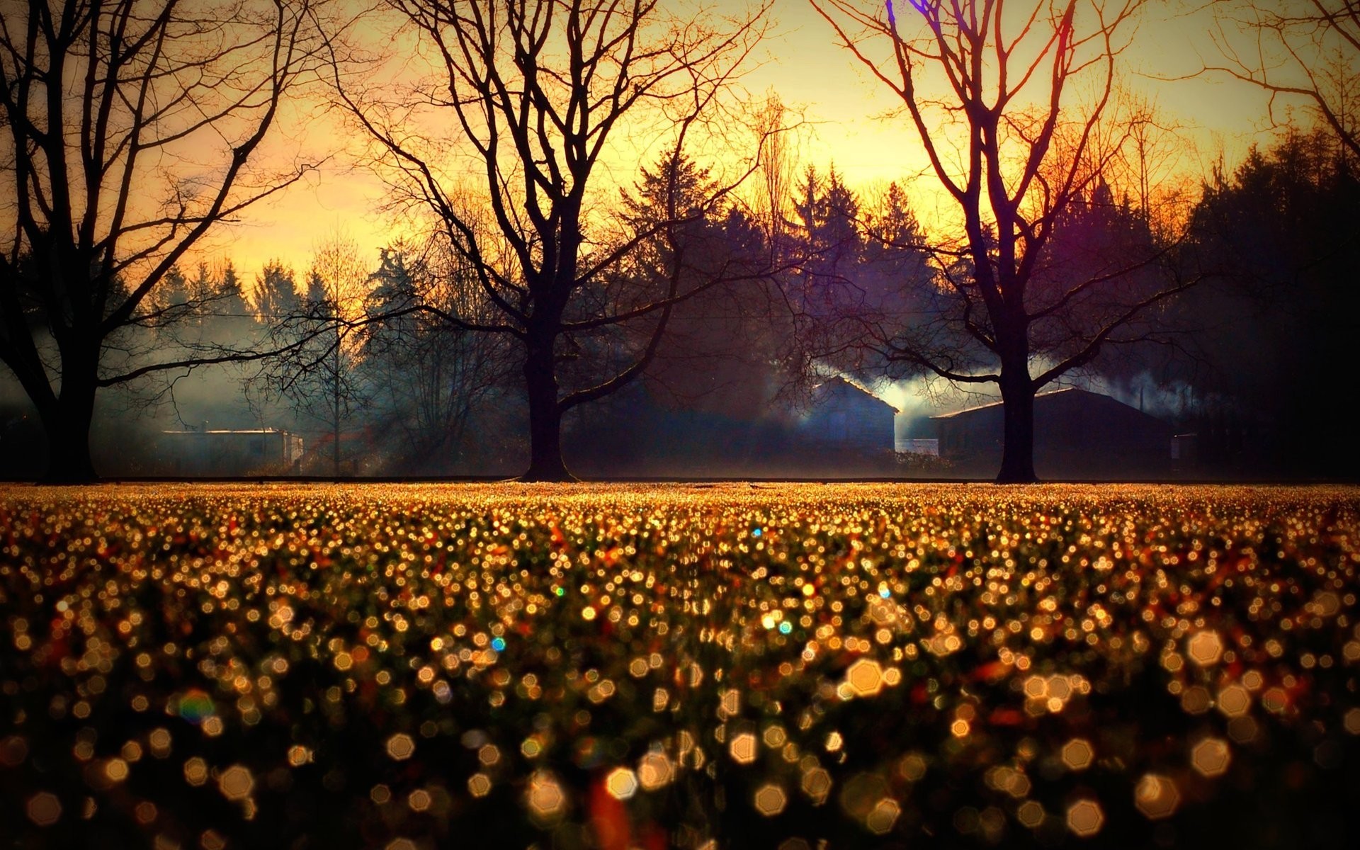 trees, Closeup, Grass Wallpaper