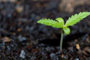 cannabis, Green, Plants, Macro