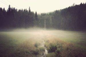 forest, Mist, Wires, Field
