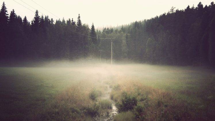 forest, Mist, Wires, Field HD Wallpaper Desktop Background