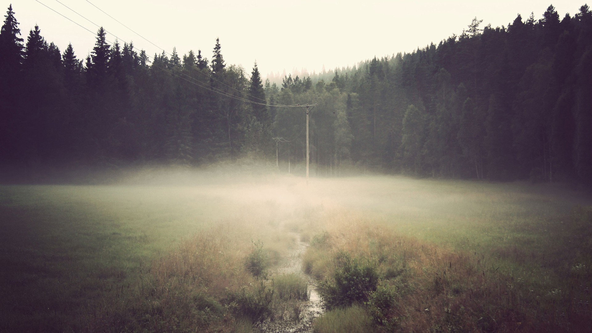 forest, Mist, Wires, Field Wallpaper