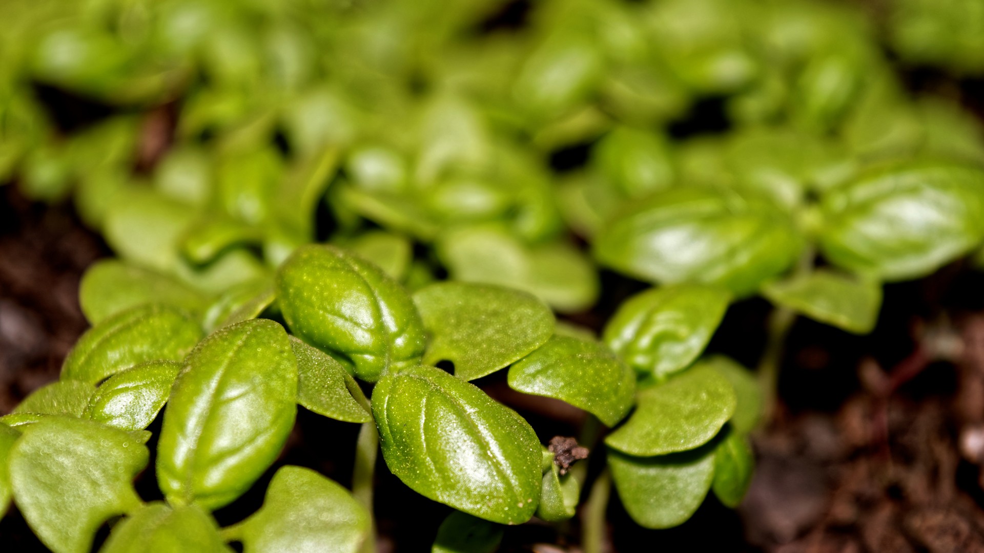 basil, Green, Plants, Colorful, Bokeh, Closeup Wallpapers HD / Desktop