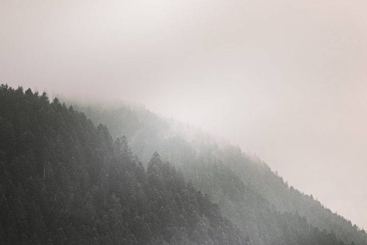 forest, Trees, Mist, Mountain HD Wallpaper Desktop Background