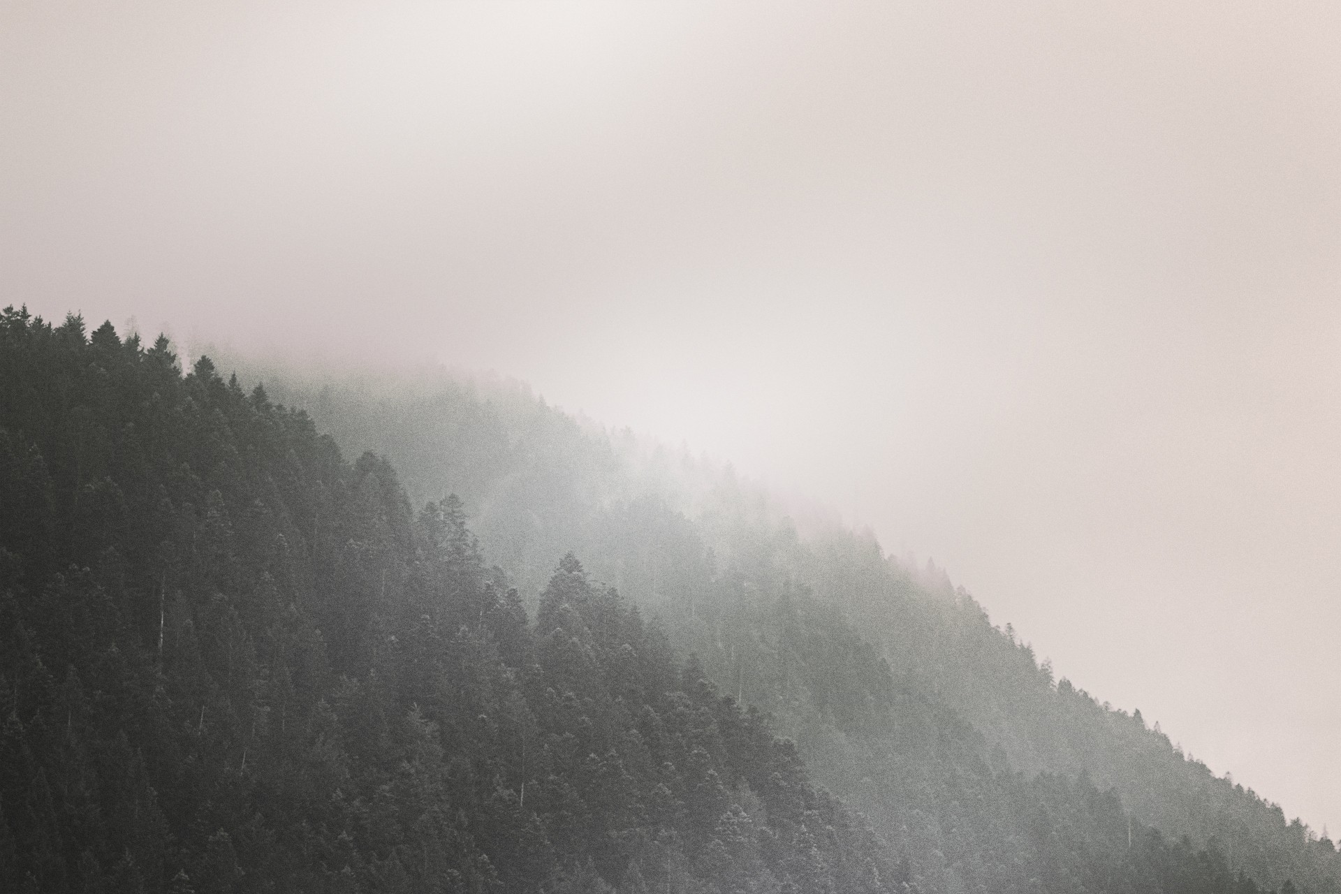 forest, Trees, Mist, Mountain Wallpaper
