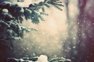 winter, Trees, Branch, Snowy peak, Snow