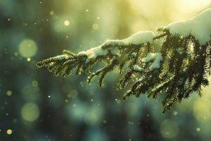 winter, Trees, Branch, Snowy peak, Snow