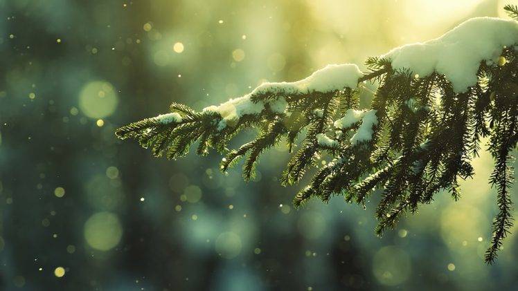 winter, Trees, Branch, Snowy peak, Snow HD Wallpaper Desktop Background