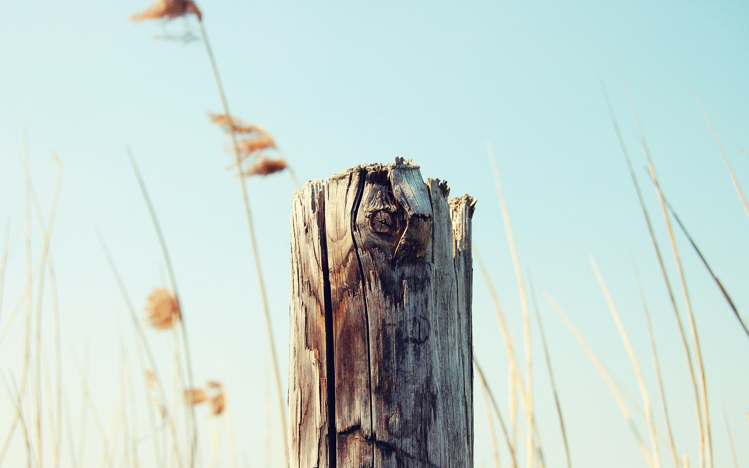 wood, Clear sky Wallpaper