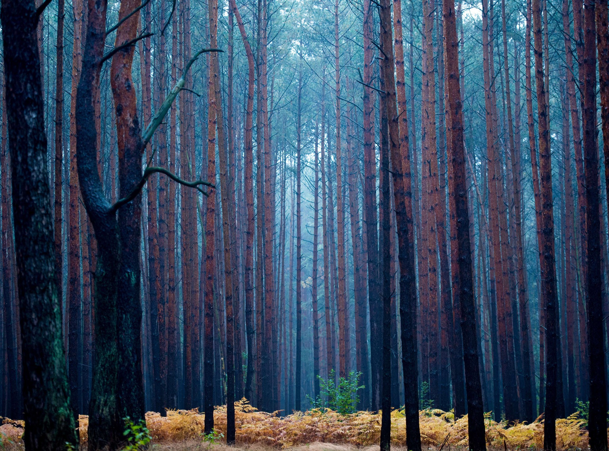 forest, Pine trees Wallpaper