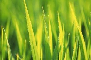 water drops, Grass