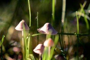mushroom, Grass