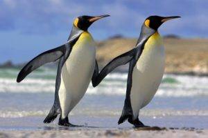 penguins, Couple, Sea