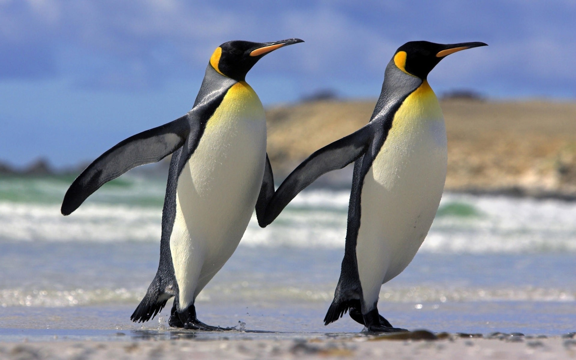 penguins, Couple, Sea Wallpaper