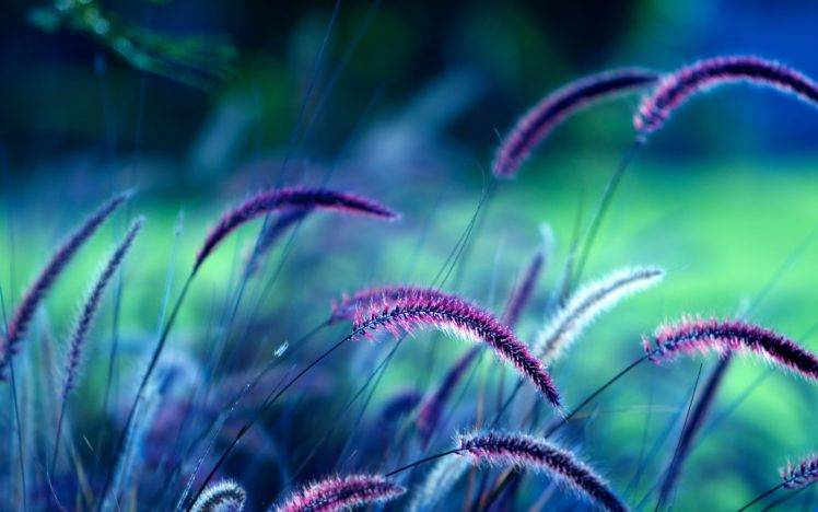 grass, Plants, Spikelets HD Wallpaper Desktop Background