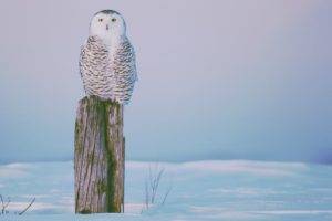winter, Owl