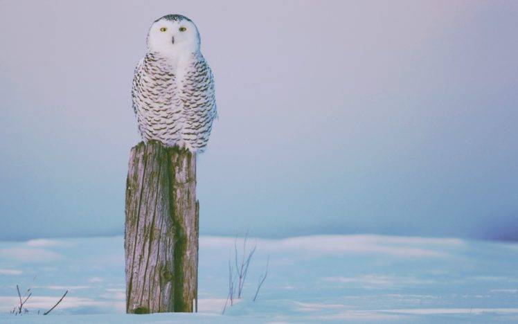 winter, Owl HD Wallpaper Desktop Background