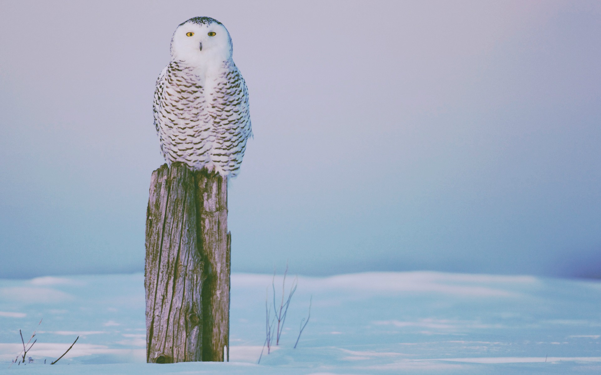 winter, Owl Wallpaper