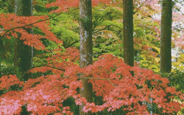 fall, Forest, Leaves HD Wallpaper Desktop Background
