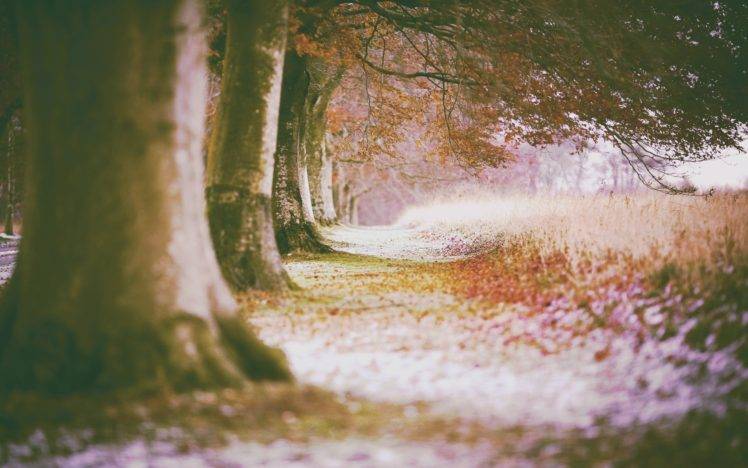 forest, Fall, Green, Leaves, Trees HD Wallpaper Desktop Background